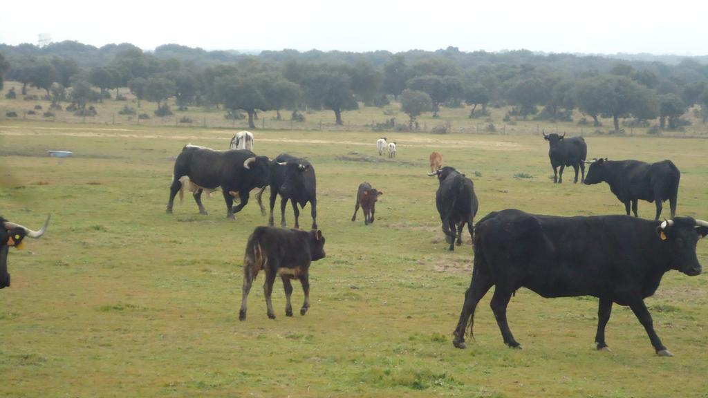 Casas Rurales El Caminante Aldeanueva del Camino Zewnętrze zdjęcie